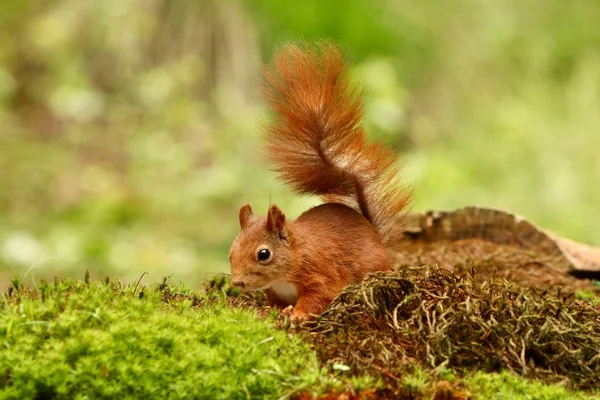 Söt Ekorre Letar Efter Mat Skog Suddig Bakgrund — Stockfoto