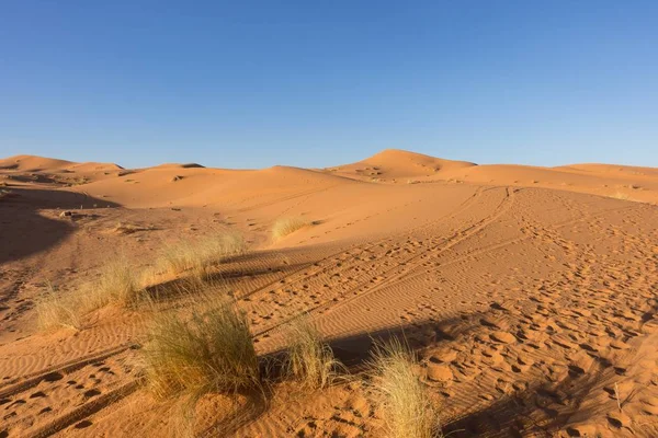 Planten Het Zand Sahara Woestijn Erg Chebbi Merzouga Marokko — Stockfoto