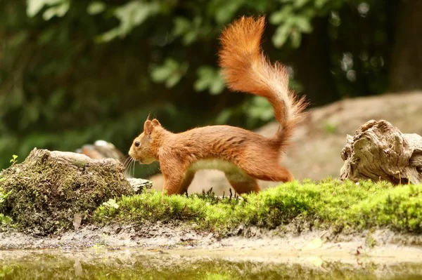 一只可爱的松鼠在模糊的背景下在森林里觅食 — 图库照片