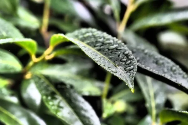 Tiro Close Gotas Água Nas Folhas Uma Árvore — Fotografia de Stock