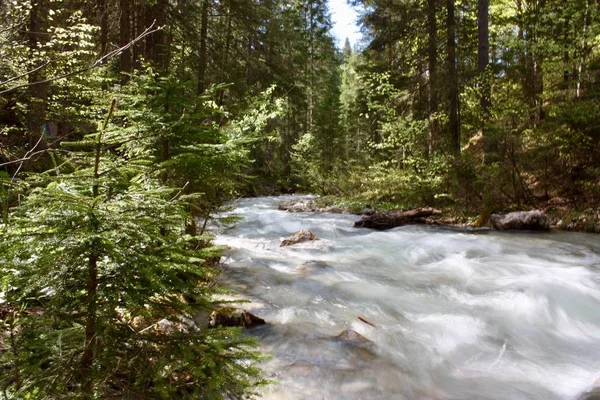 Eine Wunderschöne Flusslandschaft Einem Wald Umgeben Von Grünen Bäumen — Stockfoto