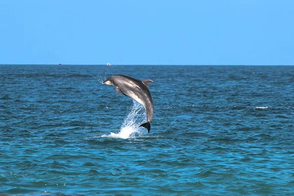 Ein Delfin Springt Bei Neuseeland Aus Dem Ozean — Stockfoto