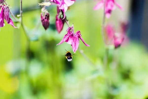 Zbliżenie Ujęcie Purpurowych Kwiatów Trawy Ogrodzie — Zdjęcie stockowe