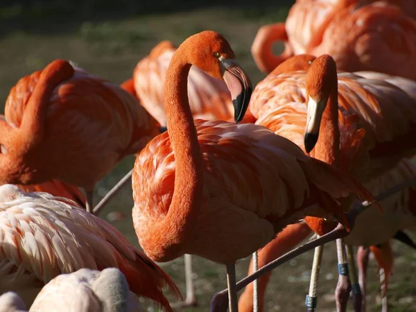 Bred Vinkel Skott Rosa Flamingos Bredvid Varandra — Stockfoto