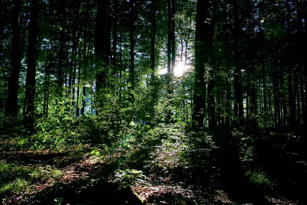 Vertikální Záběr Několika Stromů Vedle Sebe Lese — Stock fotografie