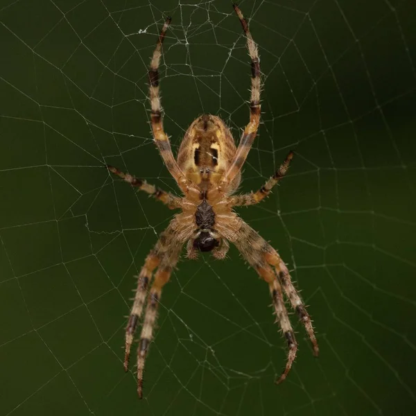 Primo piano di un ragno su una ragnatela con sfondo sfocato — Foto Stock