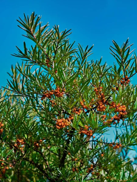 背景に澄んだ青空を背景に 枝に小さなオレンジ色の円状の果実を持つ木の低角度のショット — ストック写真