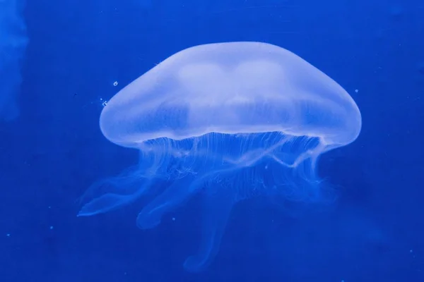 Primer Plano Una Enorme Medusa Océano — Foto de Stock