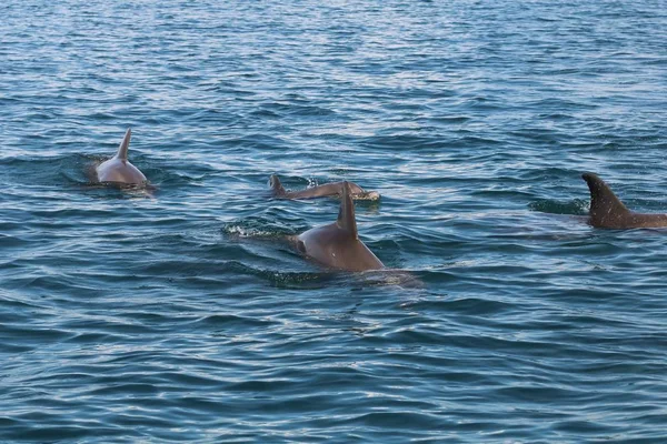 Golfinhos Engarrafados Mar Sob Luz Solar Durante Dia — Fotografia de Stock