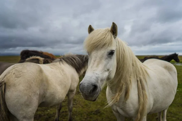 Nahaufnahme Eines Weißen Pferdes Das Die Kamera Blickt — Stockfoto