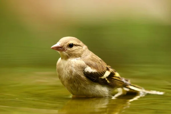 Bulanık Bir Arkaplanda Sevimli Bir Serçe Kuşunun Yakın Plan Çekimi — Stok fotoğraf