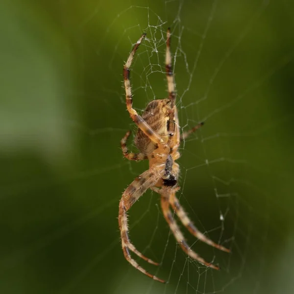 Egy Közeli Kép Egy Pókról Egy Pókhálón Homályos Háttérrel — Stock Fotó