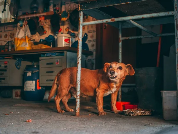 Een Prachtig Shot Van Een Schattige Hond Etend Onder Metalen — Stockfoto
