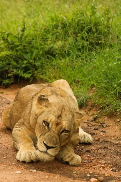 Vertical Picture Female Lion Lying Ground Surrounded Grass Sunlight — Stock Photo, Image