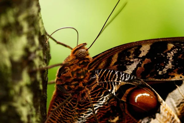Closeup Shot Beautiful Butterfly Blurred Background — Stock Photo, Image