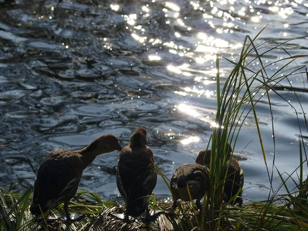 在阳光下坐在水面上的几只鸟的广角镜头 — 图库照片