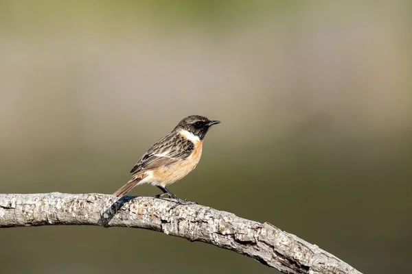 Wintering male European stonechat Saxicola rubicola — Stock Photo, Image