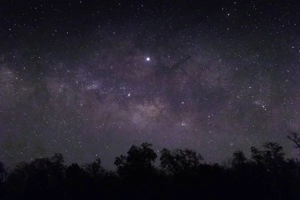Ciel plein d'étoiles et de silhouettes d'arbres - parfait pour un fond d'écran — Photo