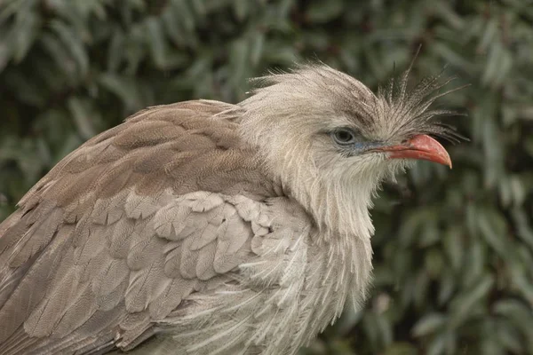 Eine Nahaufnahme Eines Niedlichen Mürrischen Ägyptischen Geiervogels Vor Verschwommenem Hintergrund — Stockfoto