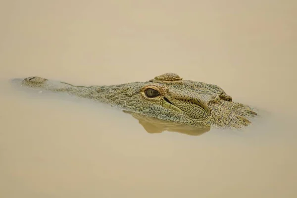 Close Crocodilo Nadando Água Suja Sob Luz Sol — Fotografia de Stock