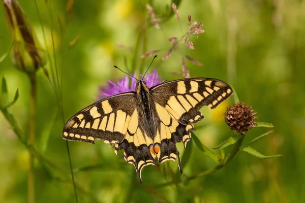 Closeup Shot Beautiful Papilio Machaon Butterfly Gathering Nectar Flower Blurred — Stock Photo, Image