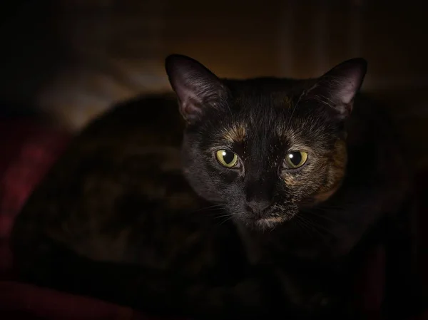 Eine Nahaufnahme Einer Niedlichen Schwarzen Katze Mit Grünen Augen — Stockfoto