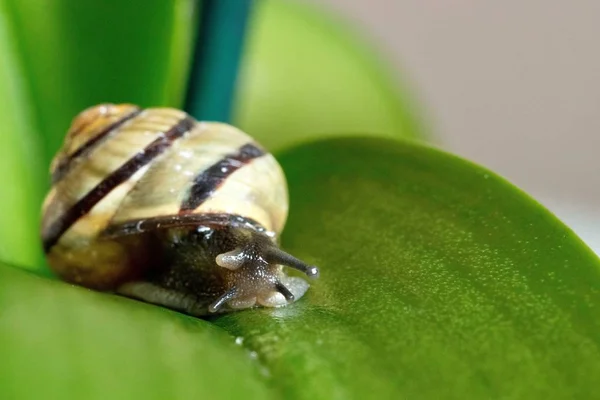 Tiro Close Caracol Uma Folha Verde Com Fundo Borrado — Fotografia de Stock