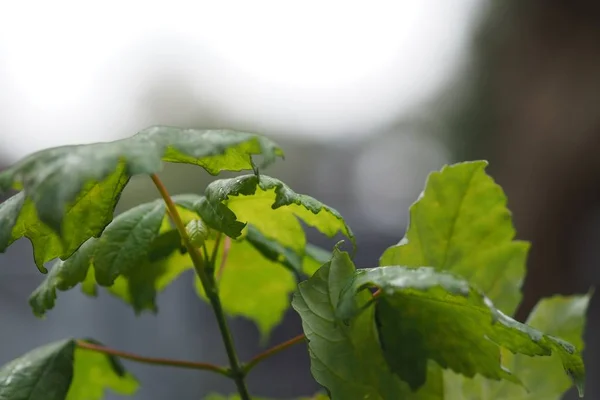 枝に緑の葉のクローズアップショット — ストック写真