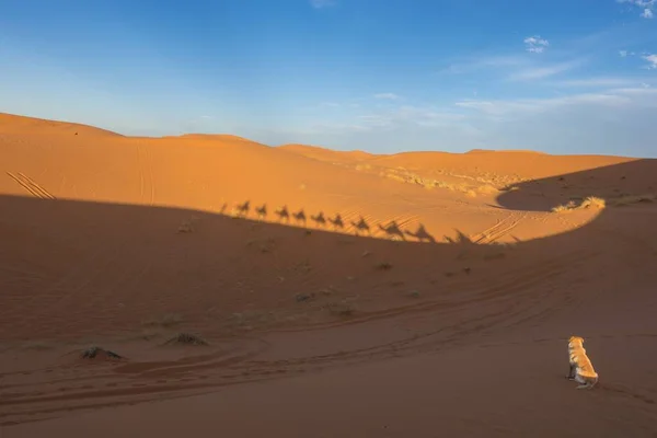 Schaduwen Van Kamelen Het Zand Sahara Woestijn Erg Chebbi Merzouga — Stockfoto