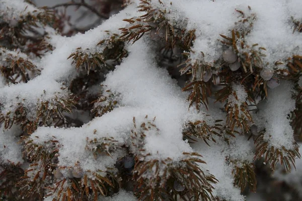 被冰雪覆盖的冰冻的树的高角镜头 — 图库照片