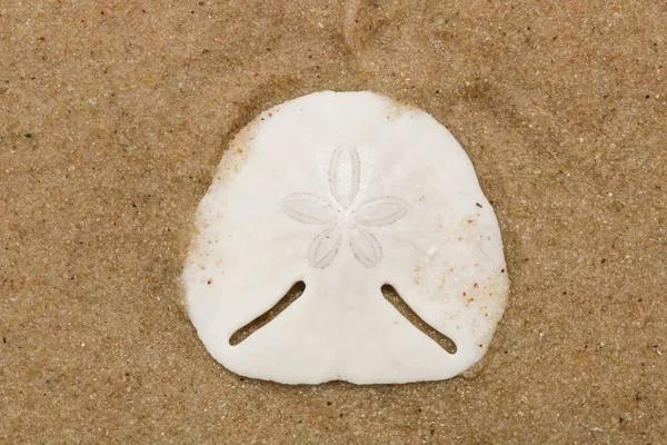 A closeup of a white sand dollar on wet sand under the sunlight