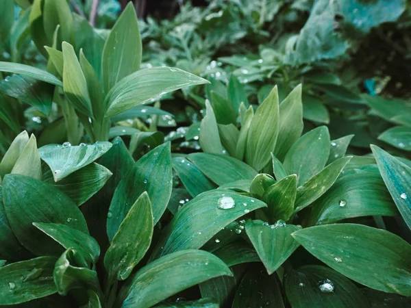 Egy Gyönyörű Zöld Növény Vízcseppekkel Park Levelein — Stock Fotó