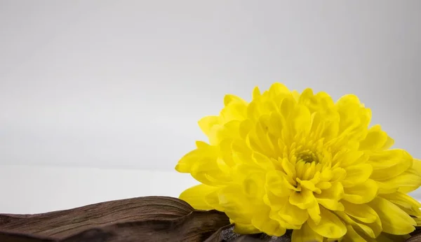 Крупный План Большого Желтого Цветка Белом Фоне — стоковое фото