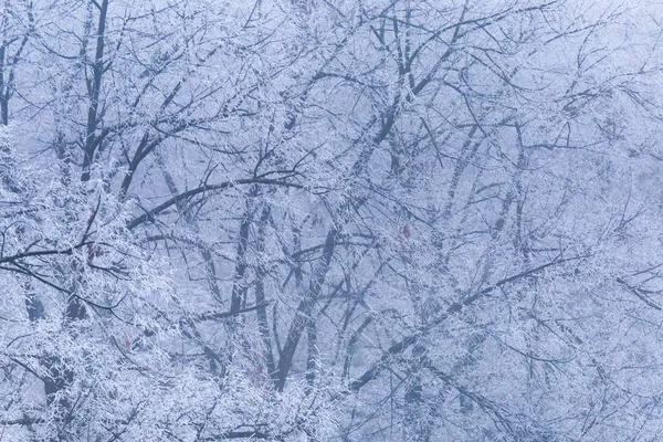 Uma Paisagem Galhos Árvores Cobertos Geada Durante Inverno Zagreb Croácia — Fotografia de Stock