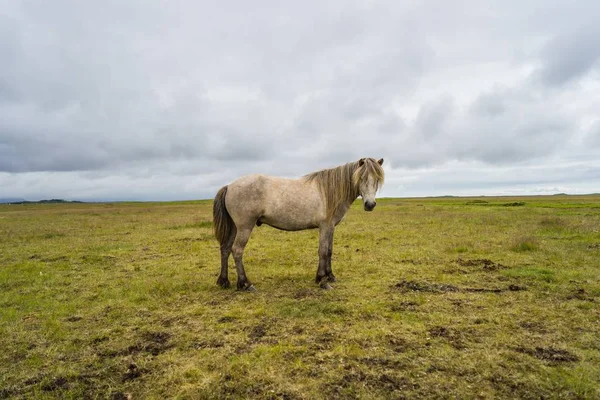 Vit Häst Står Ett Tomt Fält Molnig Himmel — Stockfoto