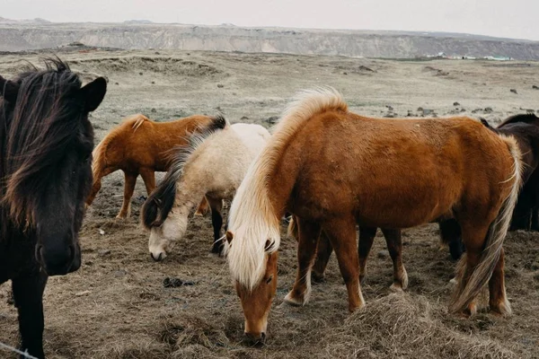 Hjord Hästar Som Betar Ett Gräsfält Dagtid — Stockfoto