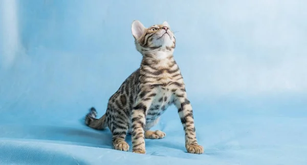 Studio Shot Cute Bengal Kitten Looking Blue Background — Stock Photo, Image
