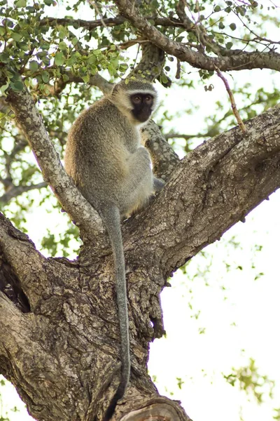 Vertical Picture Monkey Tree Sunlight Blurry Background — Stock Photo, Image