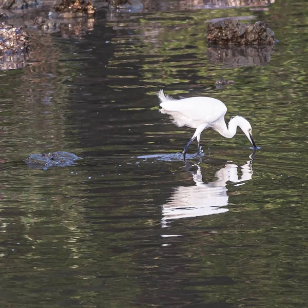 Biały Ptak Stojący Wodzie Odbiciem Środku — Zdjęcie stockowe