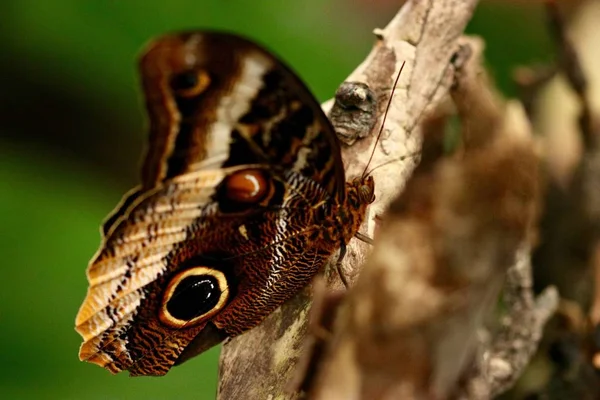 Tiro Close Uma Bela Borboleta Fundo Borrado — Fotografia de Stock