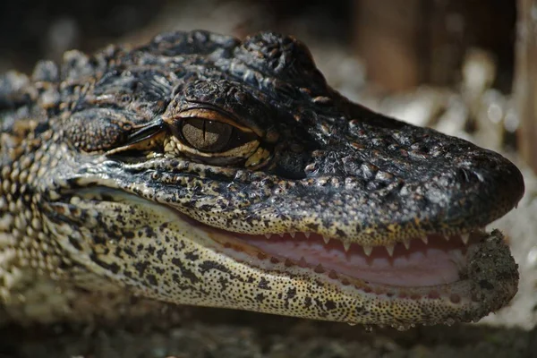 Closeup Shot Juvenile Alligator Blurred Background — Stock Photo, Image