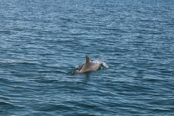 Flasknosdelfin Som Simmar Havet Solljuset Dagen — Stockfoto