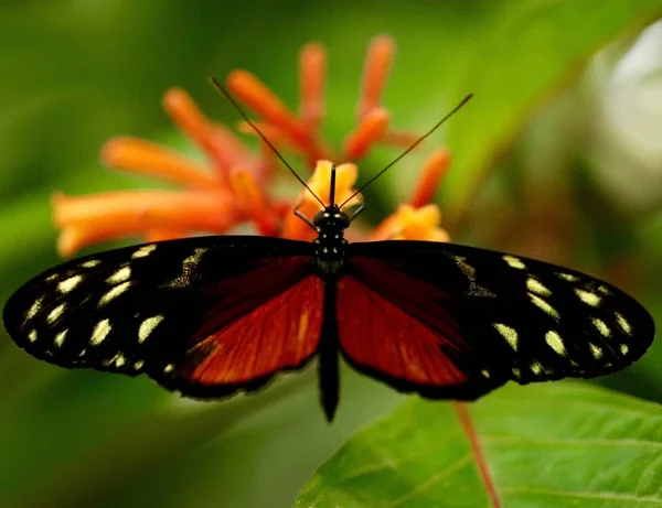 Tiro Close Uma Bela Borboleta Fundo Borrado — Fotografia de Stock