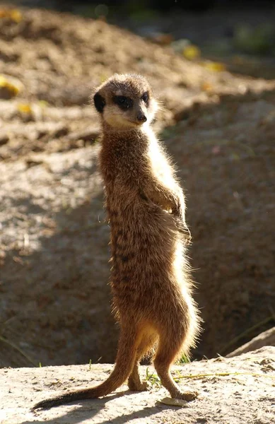 Colpo Verticale Suricato Piedi Campo — Foto Stock