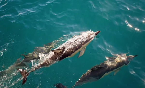 Plan d'angle de trois dauphins à gros nez dans les eaux claires de la Nouvelle-Zélande — Photo