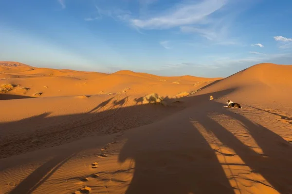 Schaduwen Van Kamelen Het Zand Sahara Woestijn Erg Chebbi Merzouga — Stockfoto