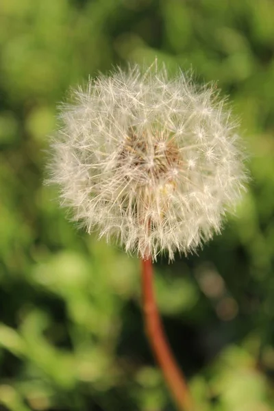 Primer Plano Hermoso Diente León Con Fondo Borroso —  Fotos de Stock