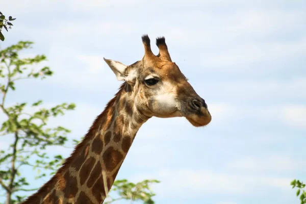 Das Seitenprofil Einer Giraffe Sonnenlicht Mit Bäumen Auf Dem Verschwommenen — Stockfoto