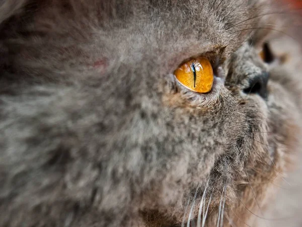 Närbild Skott Huvudet Grå Katt — Stockfoto