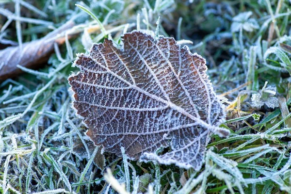 Ένα Κοντινό Πλάνο Ενός Κατεψυγμένου Φύλλου Κατά Διάρκεια Του Χειμώνα — Φωτογραφία Αρχείου